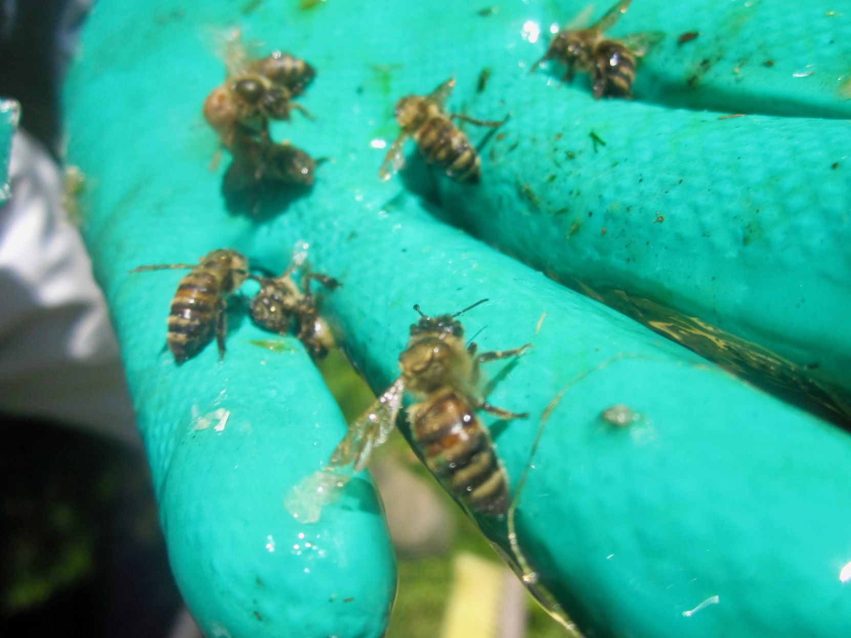 Bees